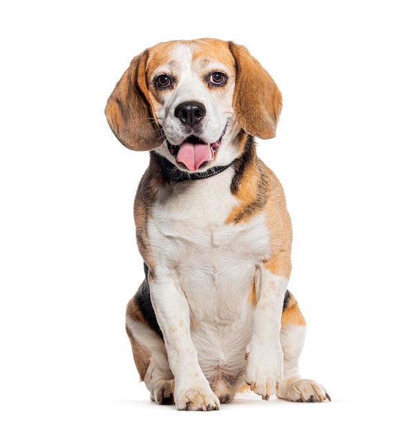 Ofegante Beagle usando um colar isolado no branco