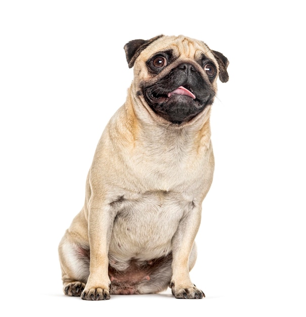 Ofegante e sentado Pug isolado no branco