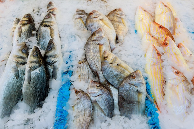 Oferta de pescado fresco enfriado con hielo picado en una pesquería