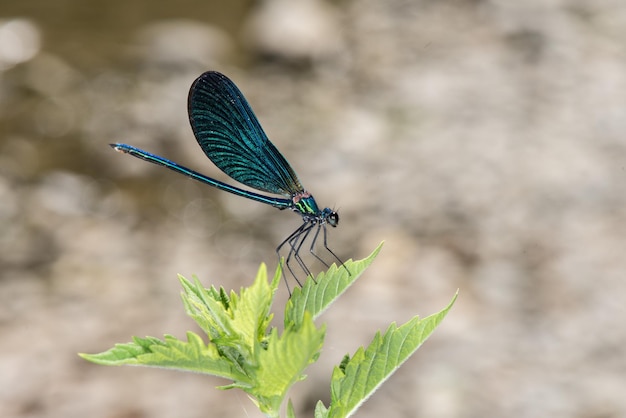 Offene Flügel blaues Libellenmakro