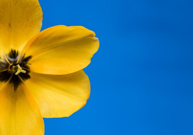 Foto offene gelbe tulpe auf blauem hintergrund in nahaufnahme