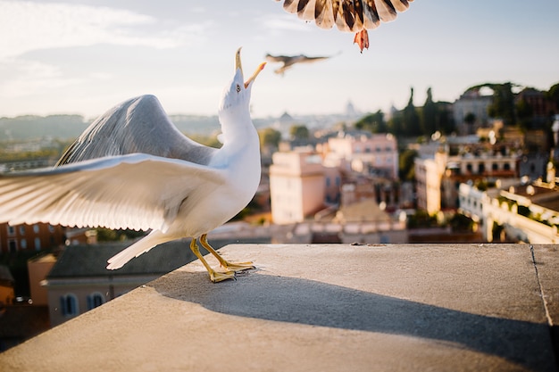 Offene, wütende Möwe mit offenem Mund