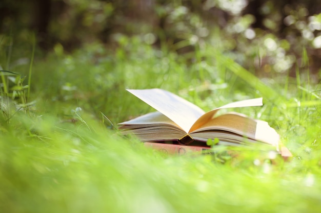 Offenes Buch im Freien. Wissen ist Macht. Buchen Sie in einem Wald. Buchen Sie auf einem Baumstumpf