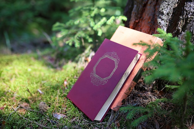 Offenes Buch im Freien. Wissen ist Macht. Buchen Sie in einem Wald. Buchen Sie auf einem Baumstumpf