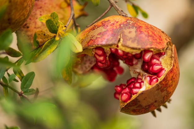 Offenes reifes Granatapfel mit roten Arillen, das im Herbst von einem Zweig hängt