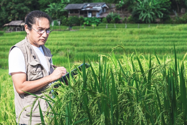 Oficial de Investigación Agrícola, hombres asiáticos están registrando datos de plantas de arroz en campos