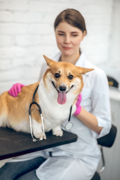 Oficina del doctor. Sonriente mujer médico veterinario examinando un lindo perro en una clínica