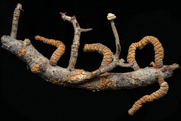 Foto ofiocordyceps sinensis ou cordyceps de cogumelo é uma erva