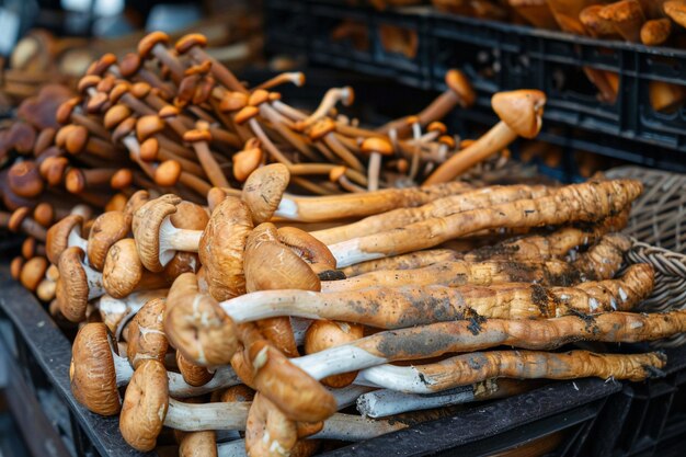 Foto ofiocordyceps sinensis ou cordyceps de cogumelo é uma erva