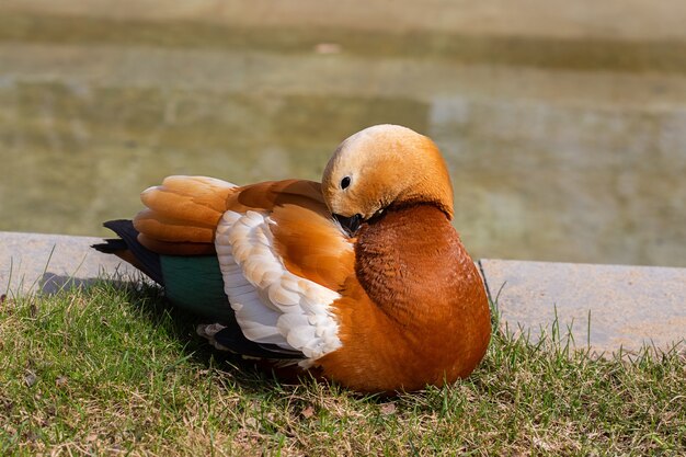 Ogar de pato laranja incomum perto do lago em Moscou, Rússia