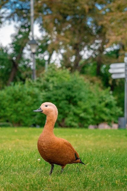 Ogar pato naranja camina sobre la hierba verde