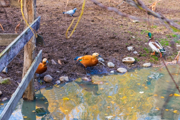 Foto ogar pato pelirrojo en agua en un parque de la ciudad
