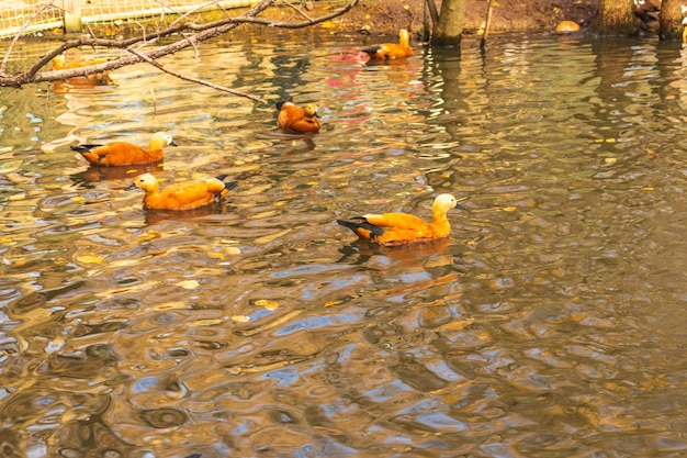 Ogar pato pelirrojo en agua en un parque de la ciudad