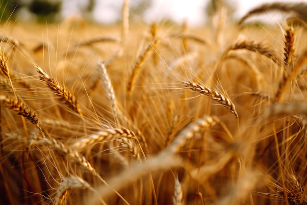 Ohren des goldenen Weizens Nahaufnahme Wachstum Naturernte Landwirtschaftsbetrieb