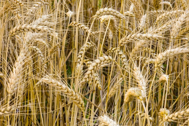 Ohren des reifen gelben Weizens auf dem Feld