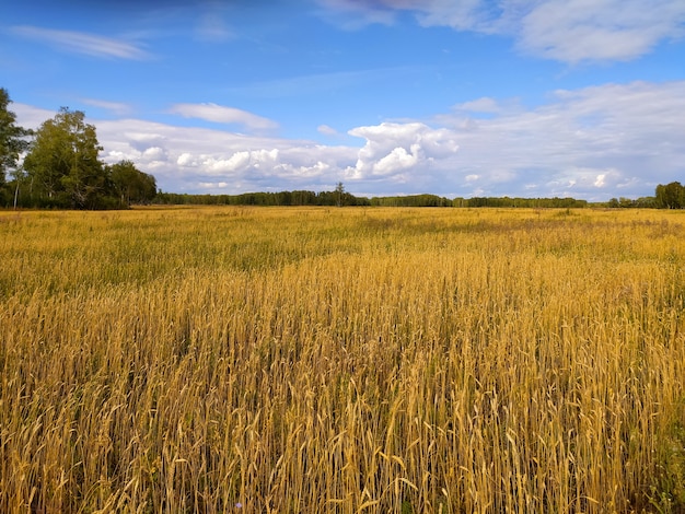 Ohren des reifen Weizens im Herbst auf einem großen Feld unter einem blauen Himmel mit Wolken in Sibirien