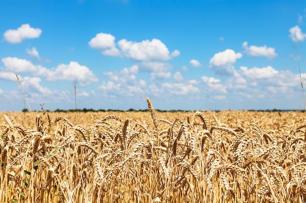 Ohren des reifen Weizens im ländlichen Bereich unter blauem Himmel