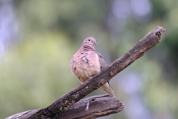 Ohrentaube Zenaida auriculata