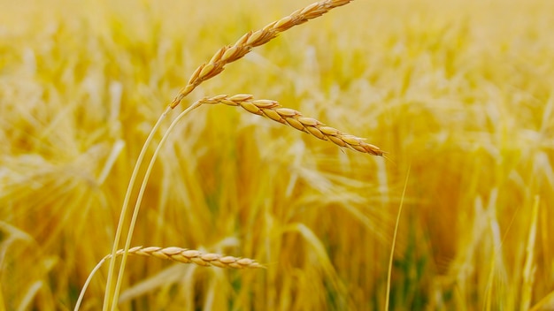 oído amarillo en el fondo de un campo de cebada