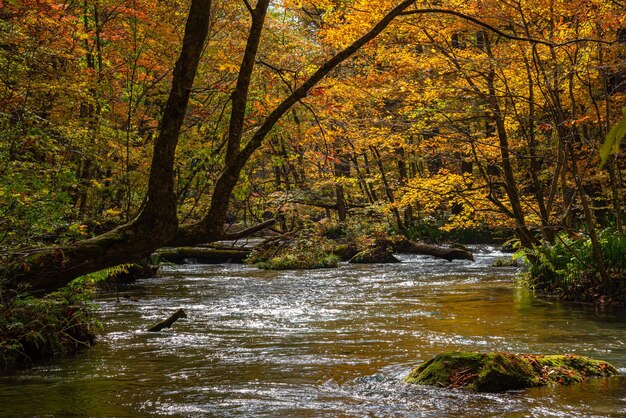 Foto oirase stream en un día soleado hermosa escena de follaje de otoño en colores de otoño fluye el río hojas caídas