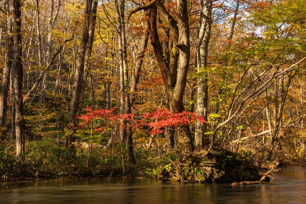 Foto oirase stream en un día soleado hermosa escena de follaje de otoño en colores de otoño fluye el río hojas caídas