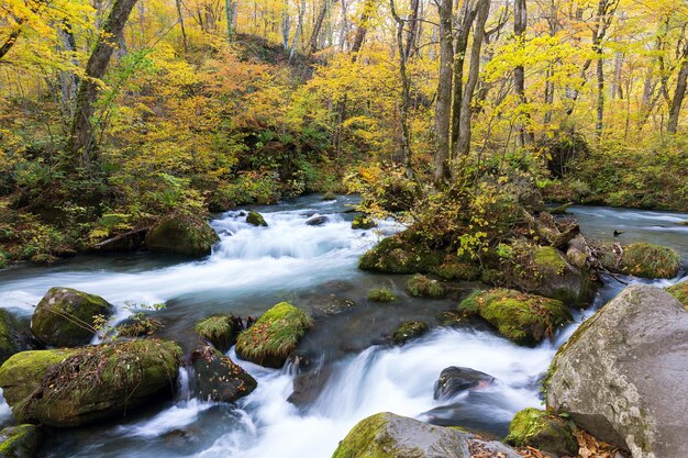 Oirase Stream im Herbst