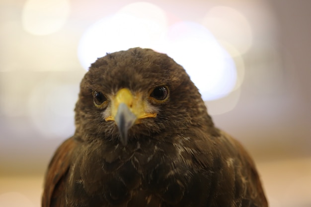 Ojo de águila marrón