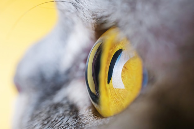 Ojo amarillo de un gato gris a rayas de cerca.