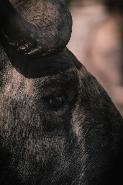 Foto el ojo de un animal en el zoológico.