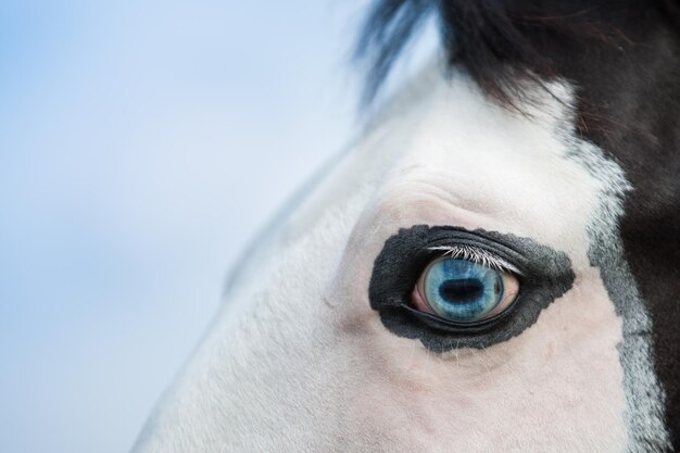 Ojo azul recortado de caballo contra el cielo
