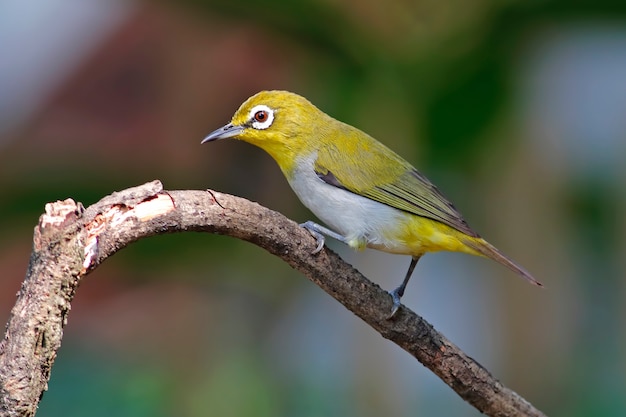 Ojo blanco oriental Zosterops palpebrosus Hermosas aves de Tailandia