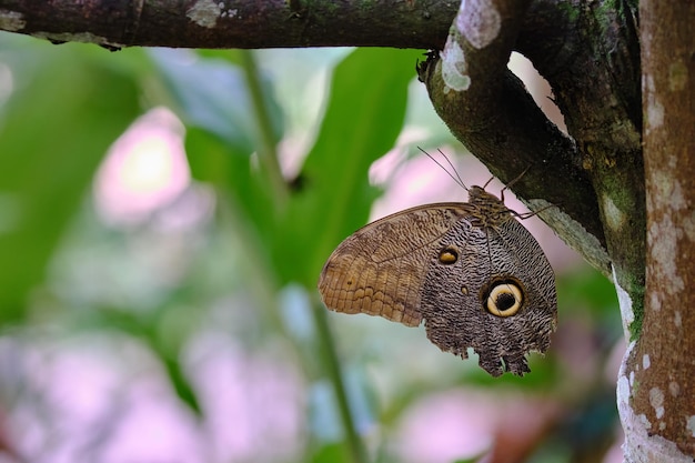 Ojo de búho mariposa Caligo sp