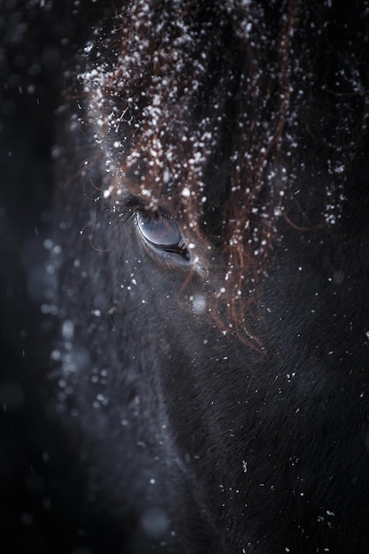 Ojo de caballo frisón