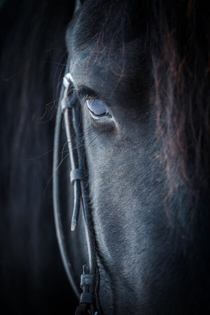 Ojo de caballo frisón