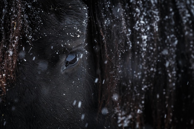 Ojo de caballo frisón