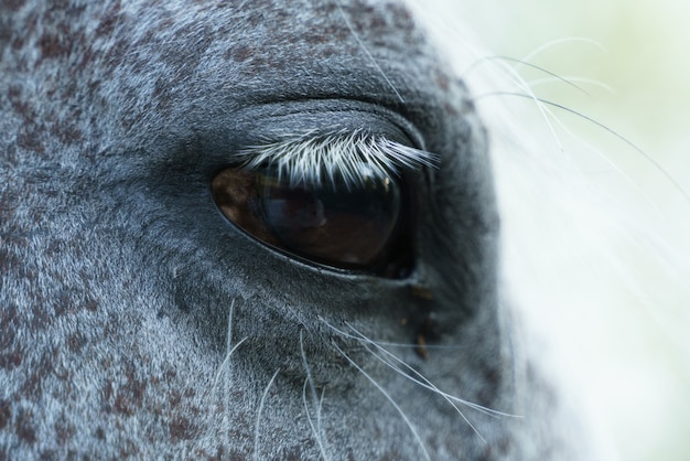 Ojo de un caballo gris de cerca