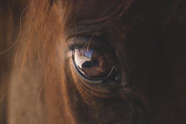 ojo de caballo