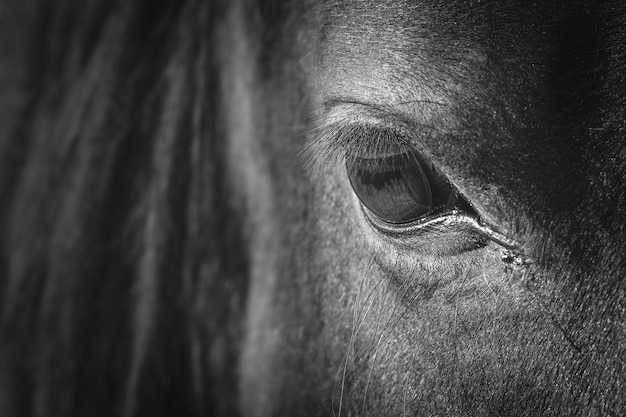 El ojo de los caballos