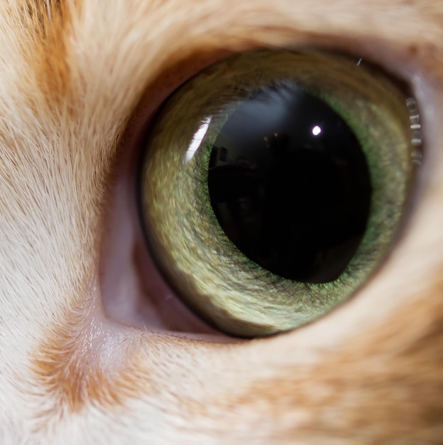 Foto el ojo de gato es un gato doméstico lindo.