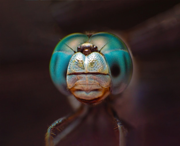 Ojo macro extremo del tiro de la libélula azul en salvaje.