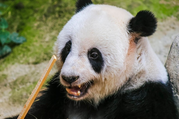 El ojo de un oso panda es negro.