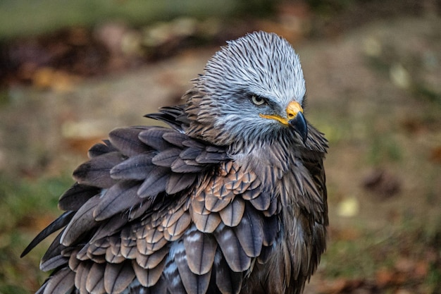 el ojo del pájaro salvaje