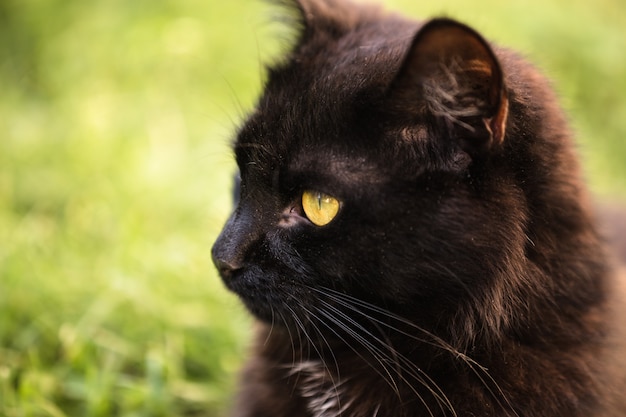 Ojos amarillos de un gato negro con una estrecha pupila negra.