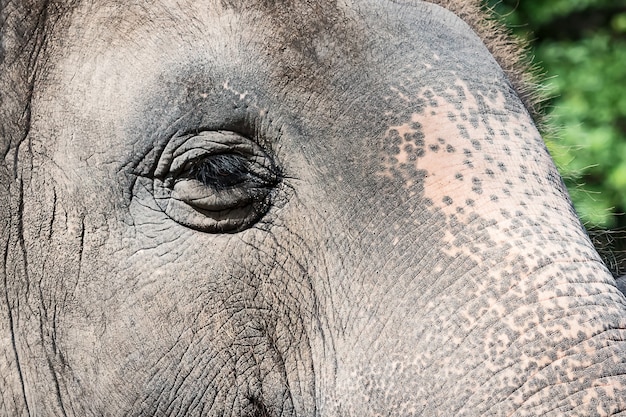 Ojos de elefante asiático.