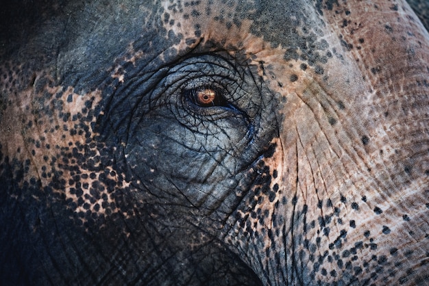 Ojos de elefante