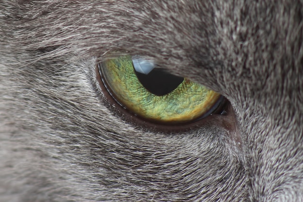 Ojos de fotografía macro de gato gris