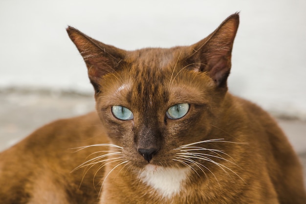 Los ojos de gato marrón en el suelo están mirando