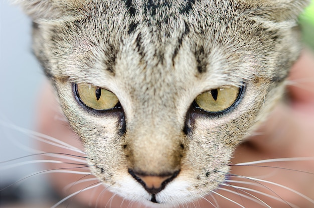 Ojos de gato