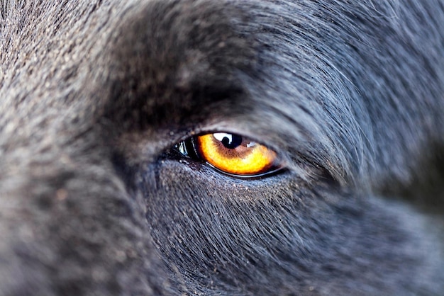 Los ojos del lobo se cierran los ojos del lobo