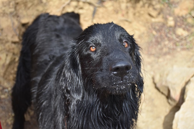 Ojos marrones muy dulces en un perro perdiguero de pelo plano.